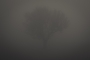 autumn, documentary photography, Eugeijus Barzdzius, eugenijus barzdzius, fog, giena, Italy, landscape, lost, mist, trees, www.eugenijusb.com