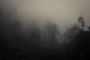 autumn, documentary photography, Eugeijus Barzdzius, eugenijus barzdzius, fog, giena, Italy, landscape, lost, mist, trees, www.eugenijusb.com